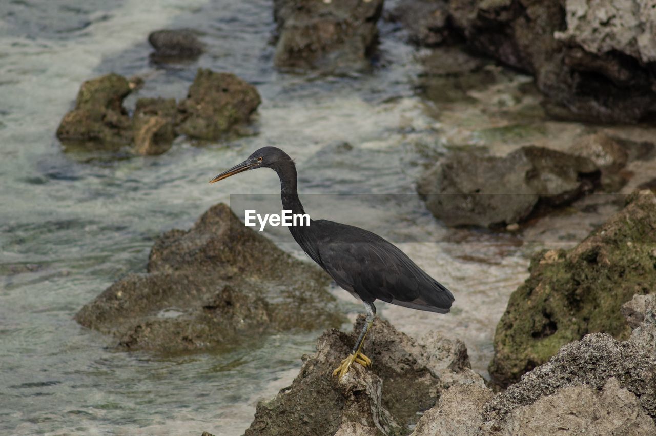 VIEW OF BIRD PERCHING ON ROCK