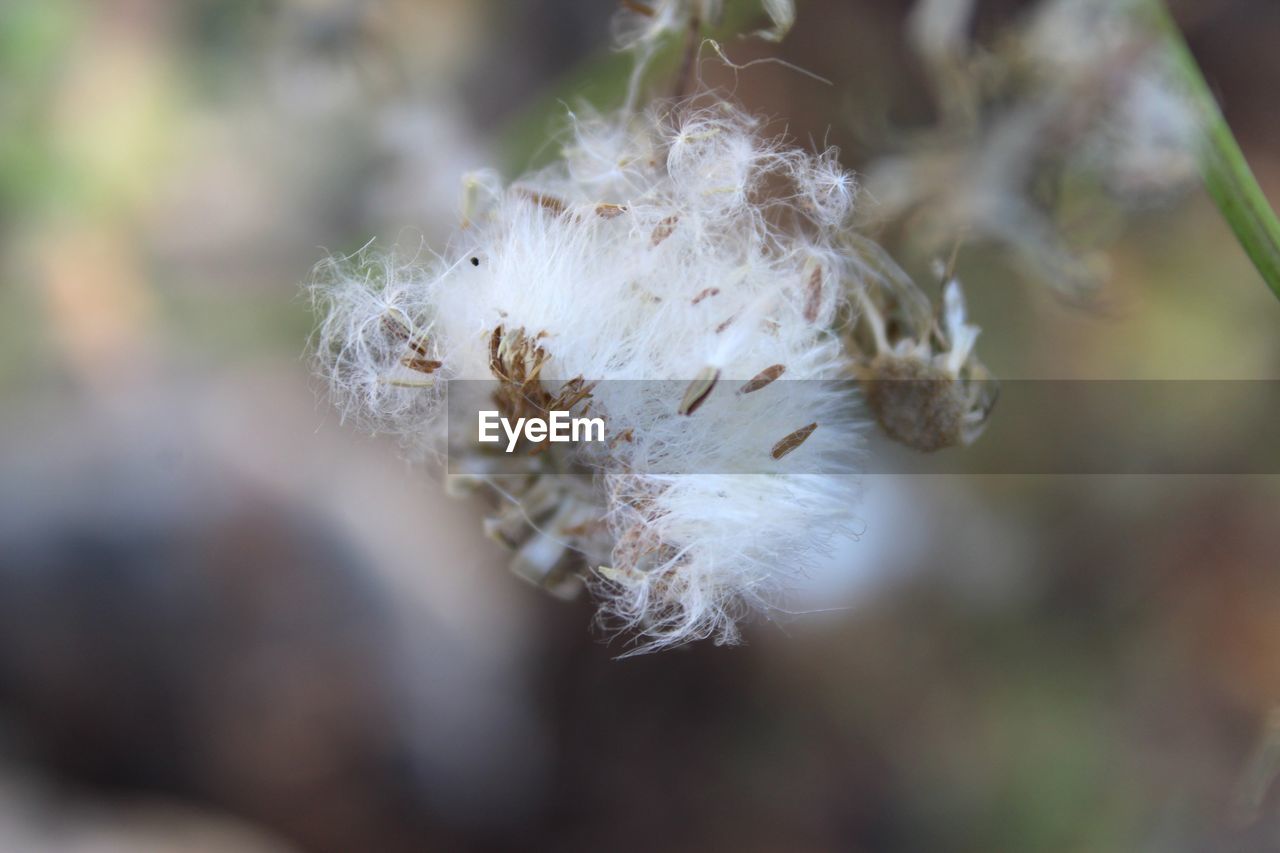 Close-up of dandelion flower