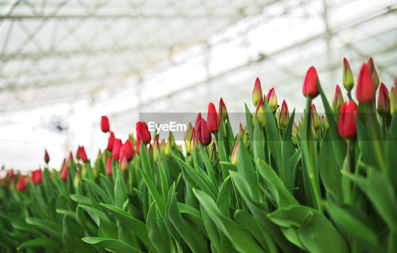 plant, flower, growth, flowering plant, greenhouse, botany, beauty in nature, red, green, nature, freshness, leaf, grass, plant part, tulip, close-up, agriculture, day, no people, plant nursery, outdoors, fragility
