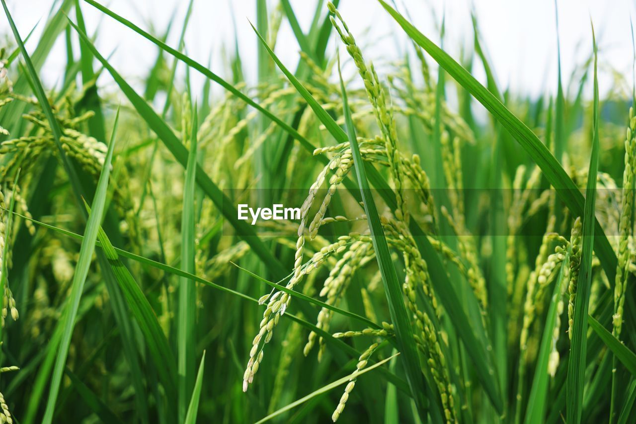 CLOSE-UP OF WHEAT FIELD