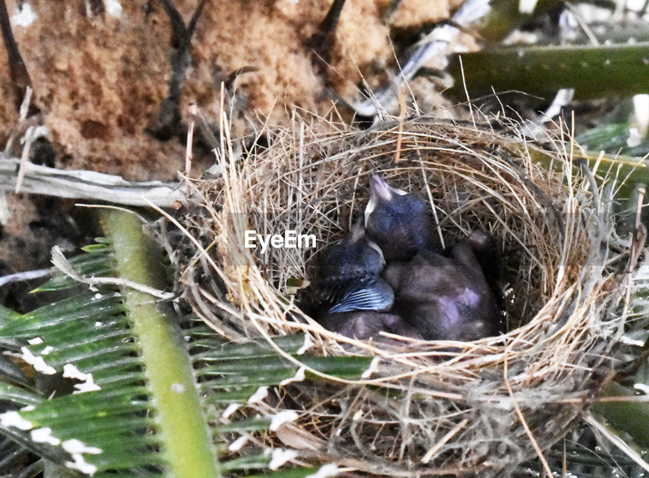 HIGH ANGLE VIEW OF BIRD IN NEST