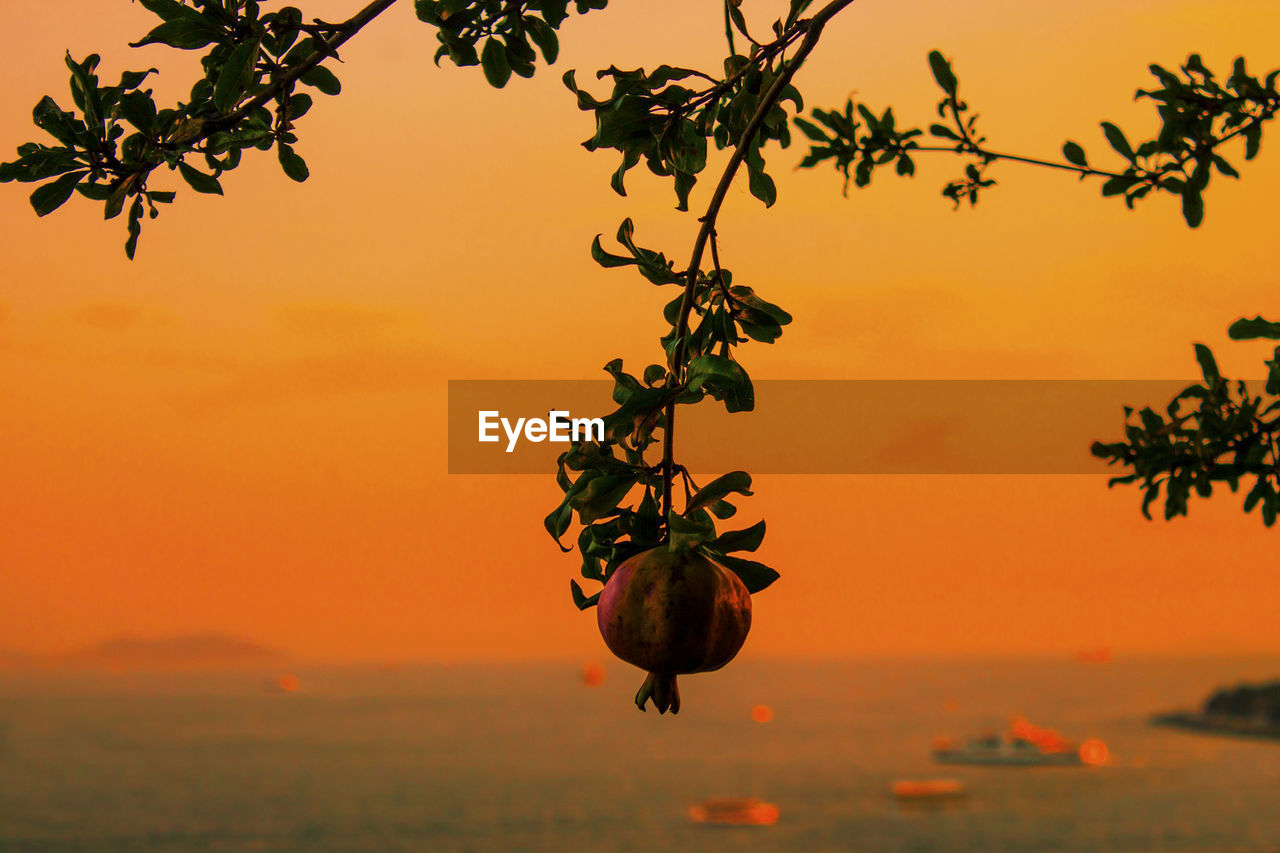 Close-up of fruit growing on tree by sea