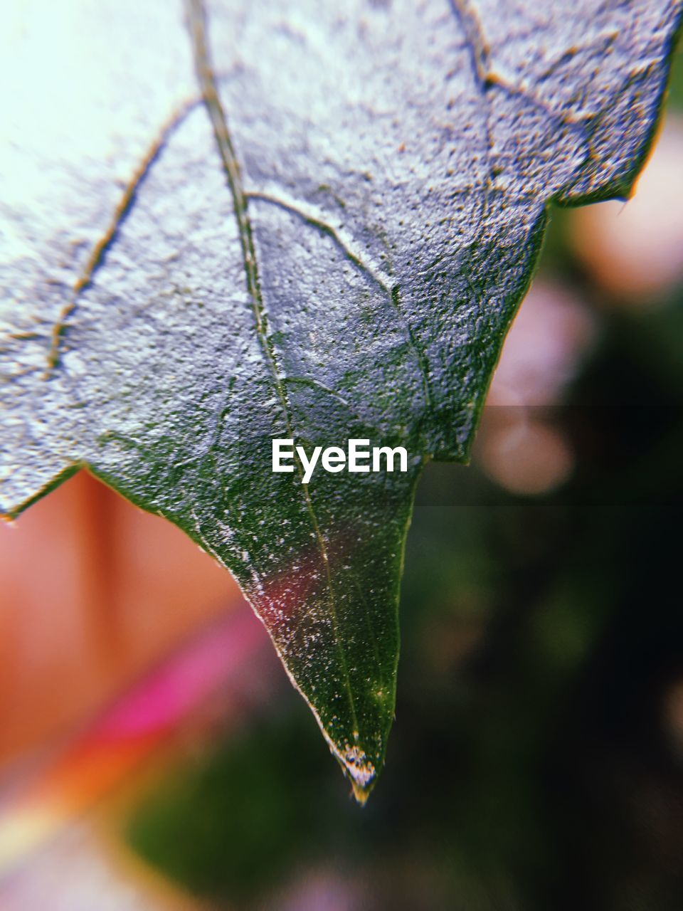 CLOSE-UP OF WATER DROPS ON LEAVES
