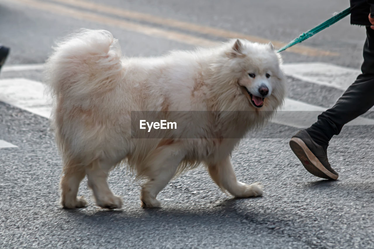 pet, animal, animal themes, mammal, domestic animals, one animal, dog, canine, leash, samoyed, one person, pet leash, japanese spitz, german spitz, pet equipment, walking, street, adult, day, city, road, german spitz klein, low section, standing, retriever, transportation, lifestyles, outdoors, animal hair, motion, footpath, nature, white