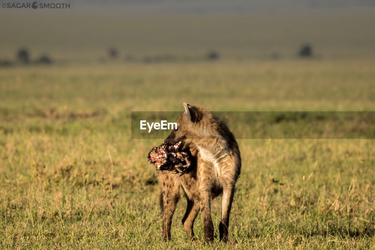 Hyena carrying meat in mouth