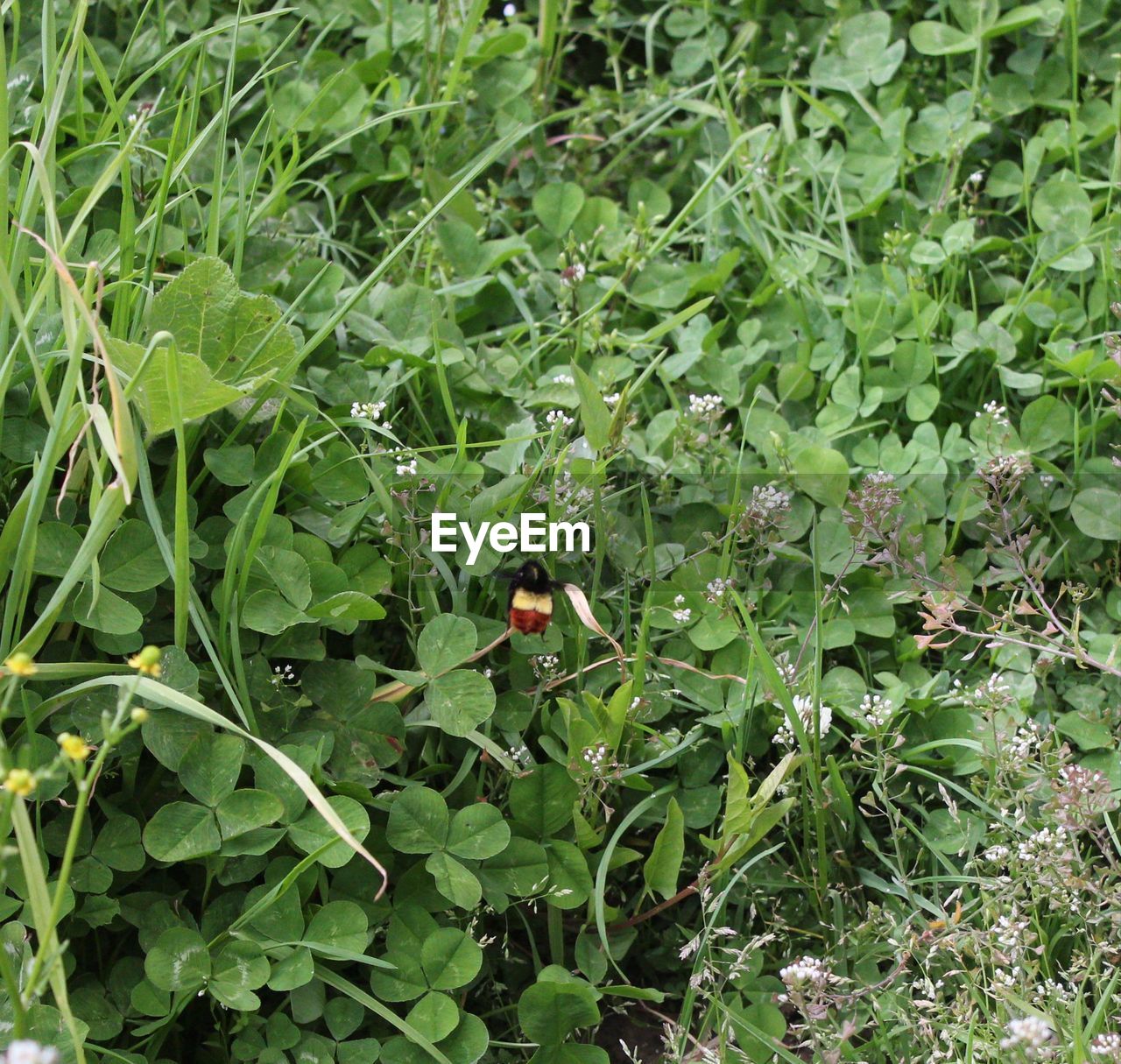 HIGH ANGLE VIEW OF INSECT ON PLANT IN FIELD