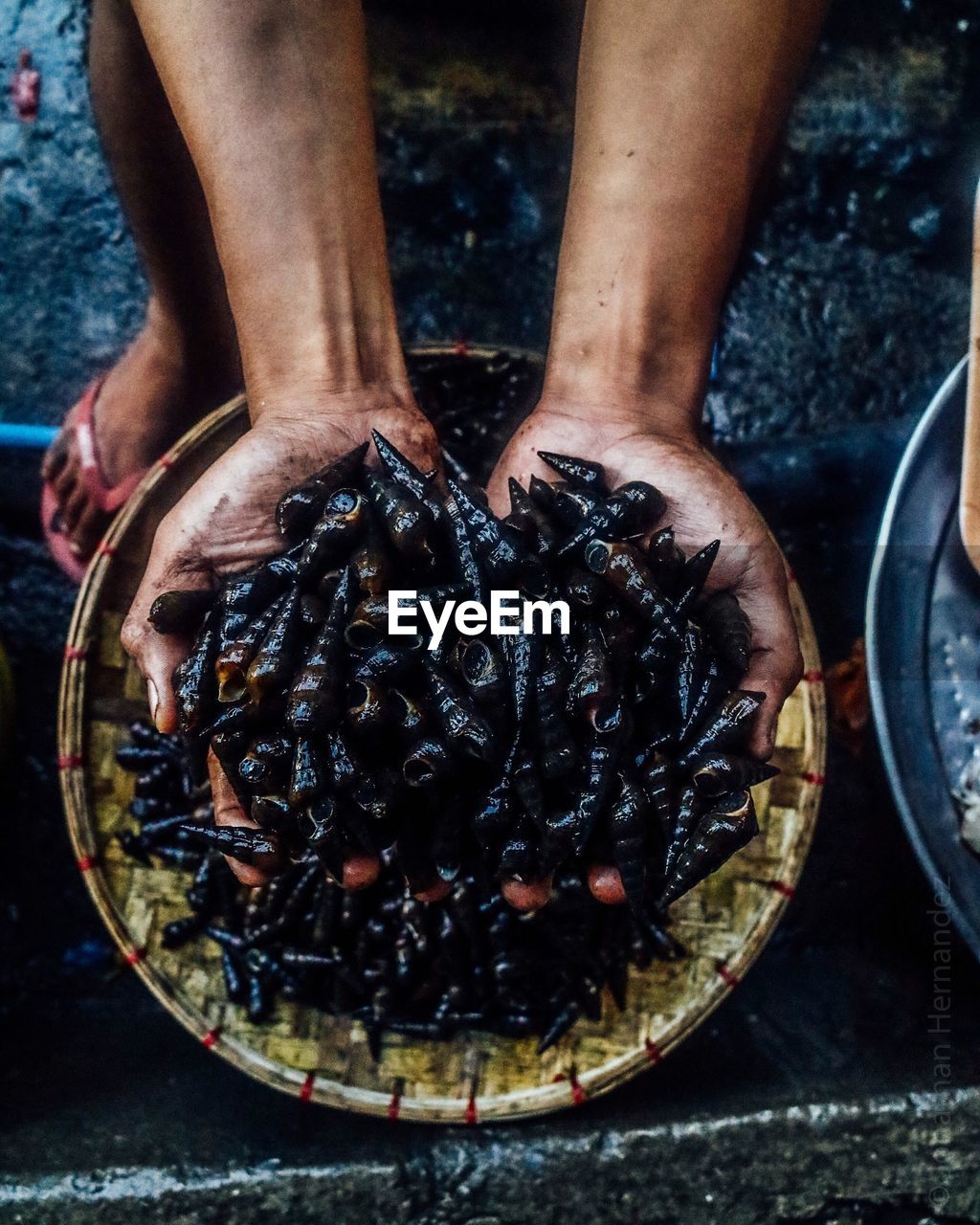 High angle view of person holding black seashells in plate