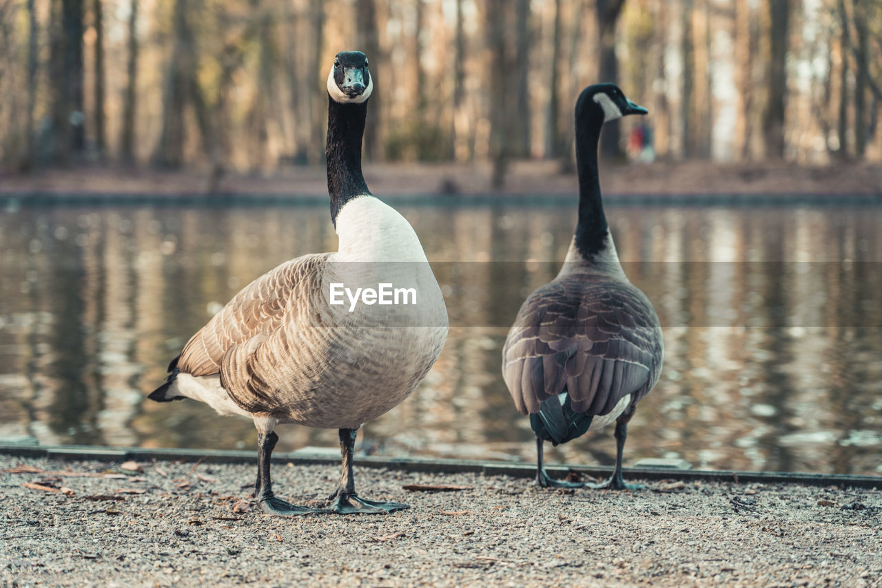 BIRDS IN LAKE