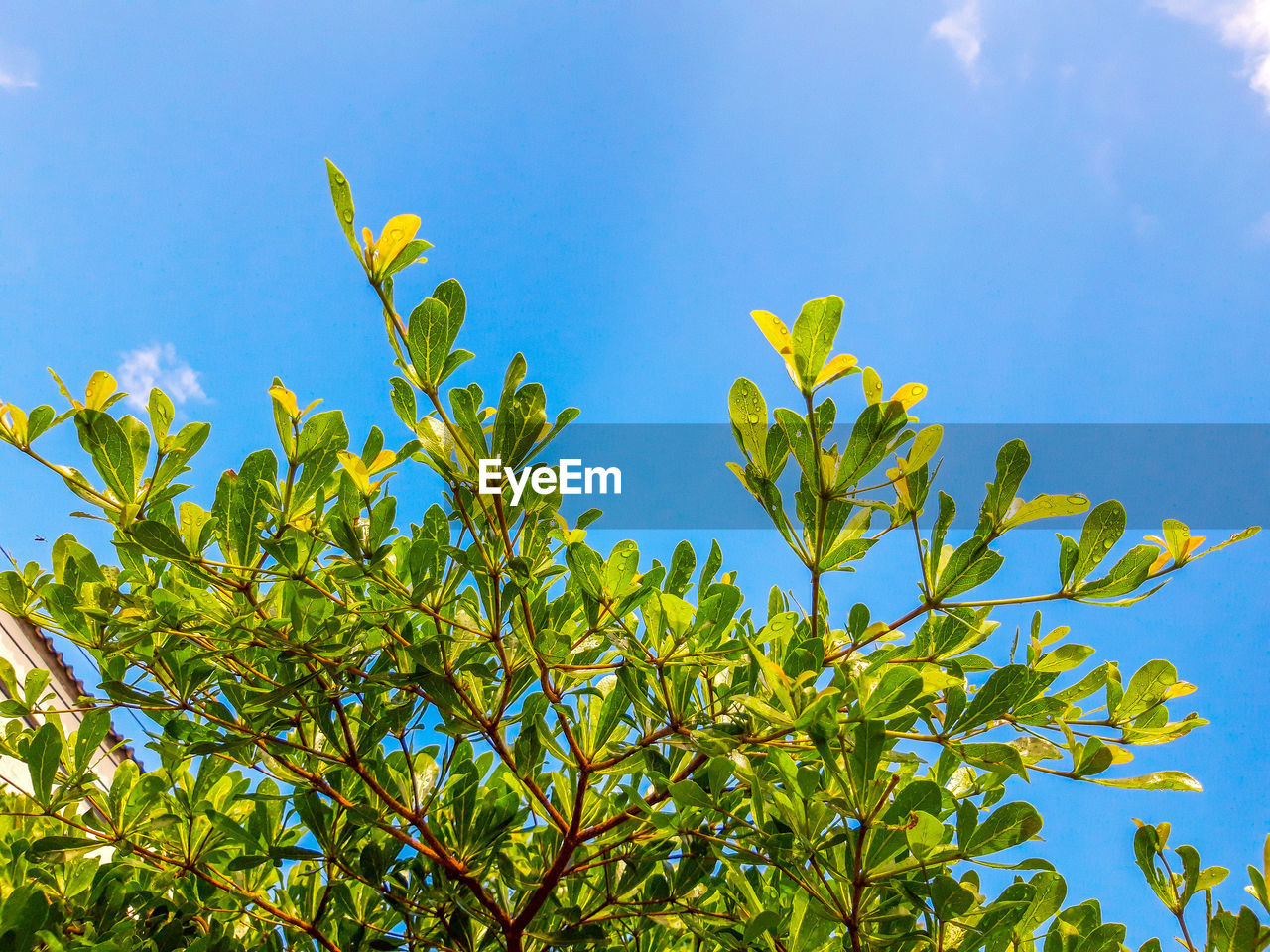 Low angle view of plants against blue sky