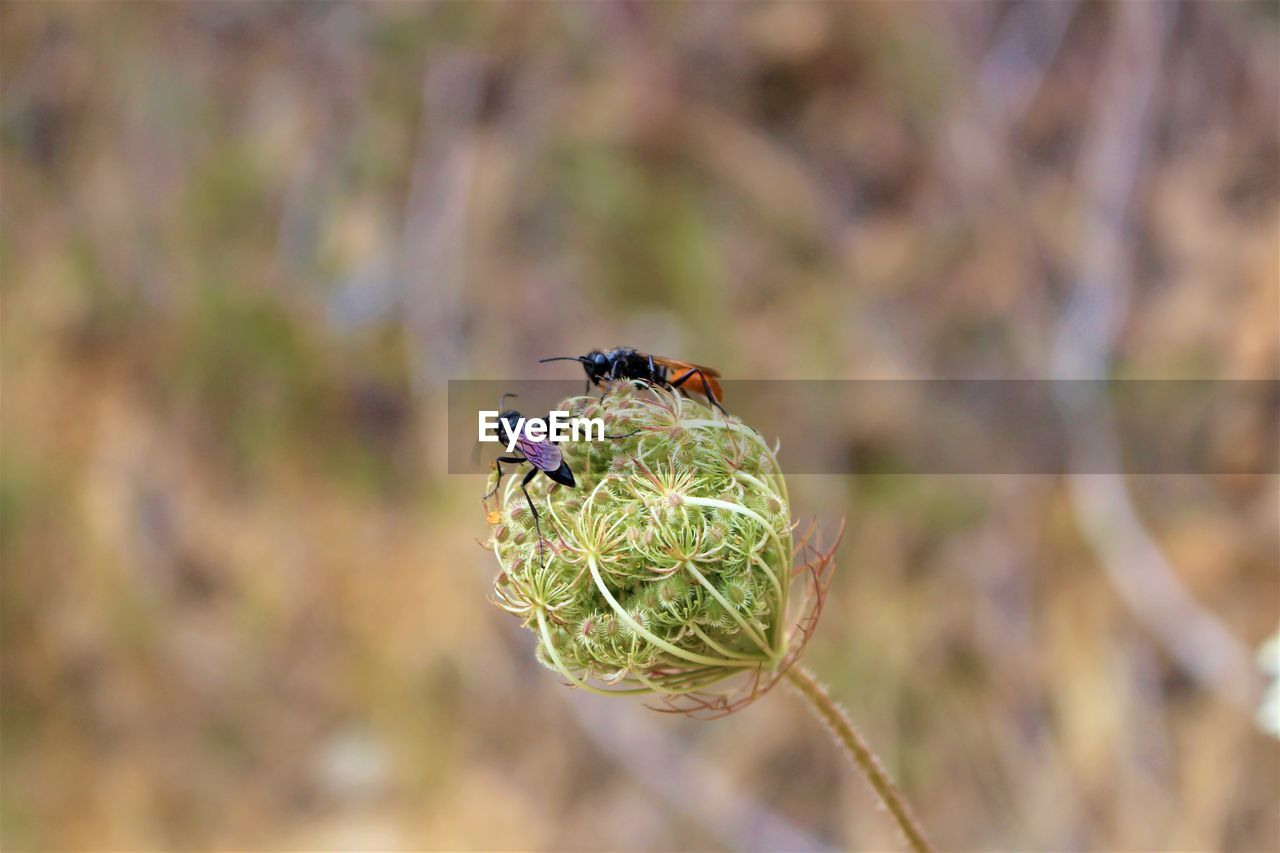 CLOSE-UP OF INSECT ON GREEN FLOWER