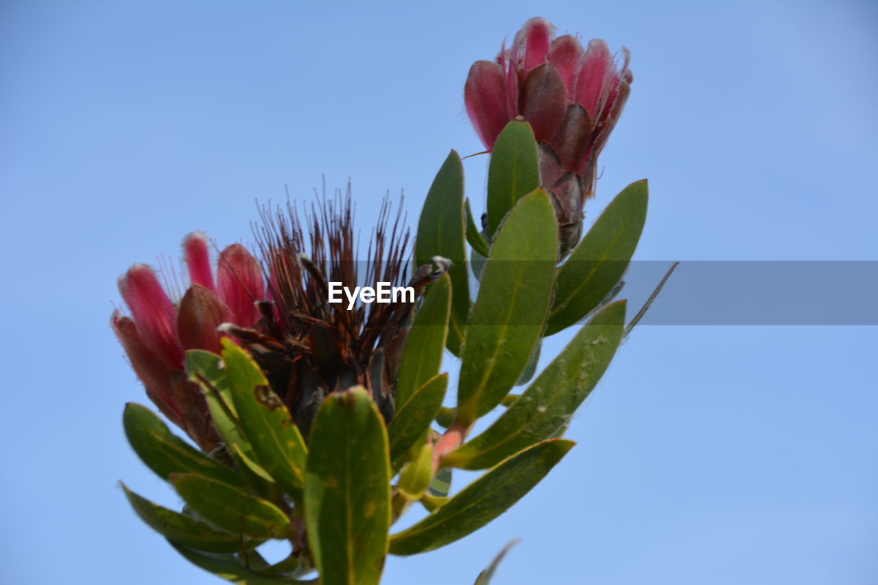 CLOSE-UP OF FLOWERING PLANT AGAINST CLEAR BLUE SKY