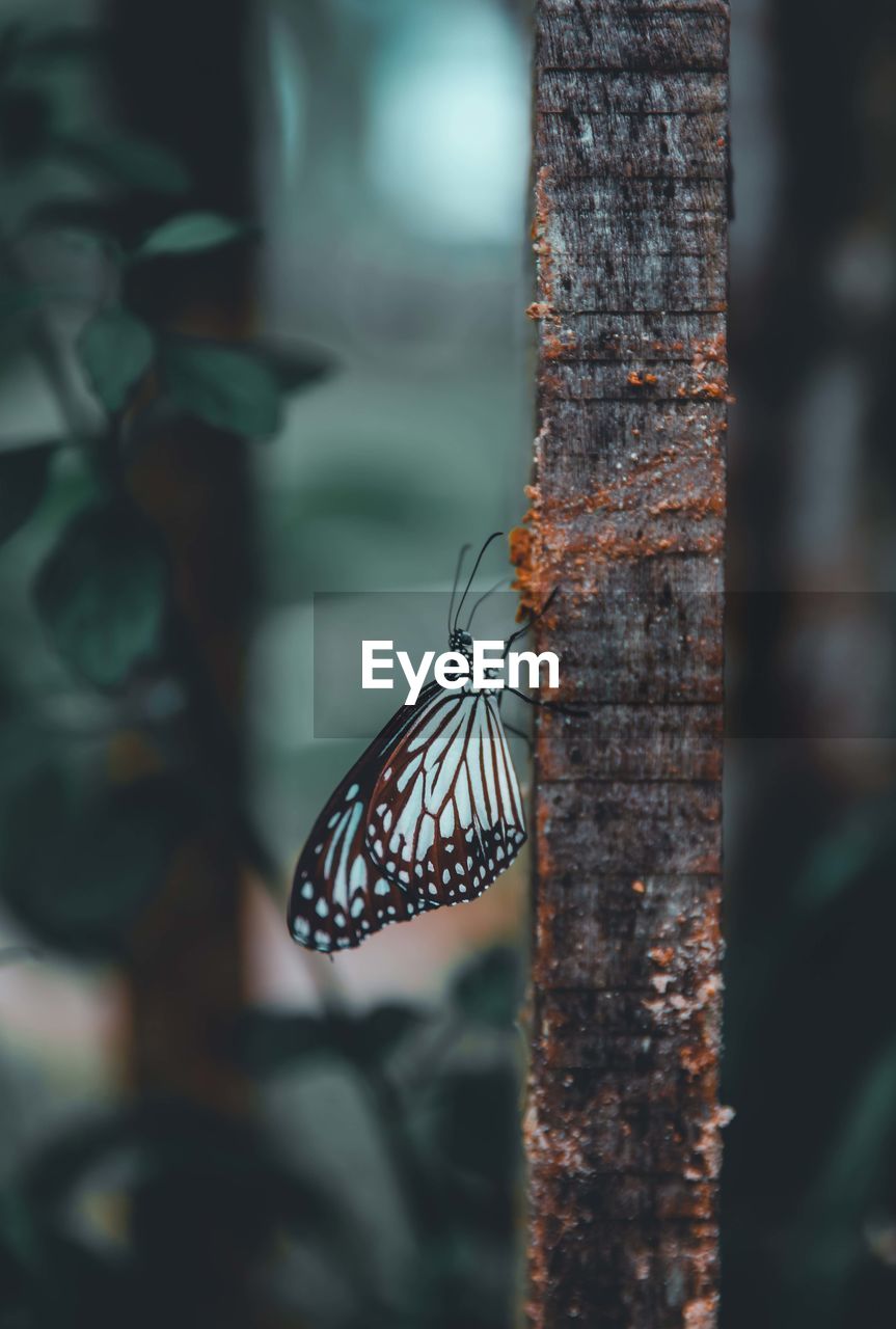 Close-up of butterfly on tree trunk