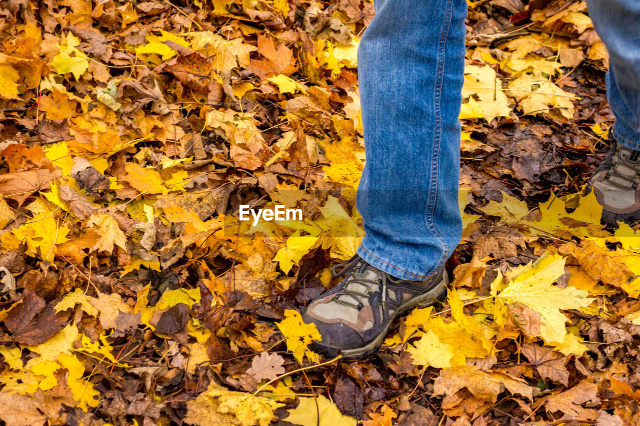 LOW SECTION OF PERSON STANDING ON YELLOW LEAVES