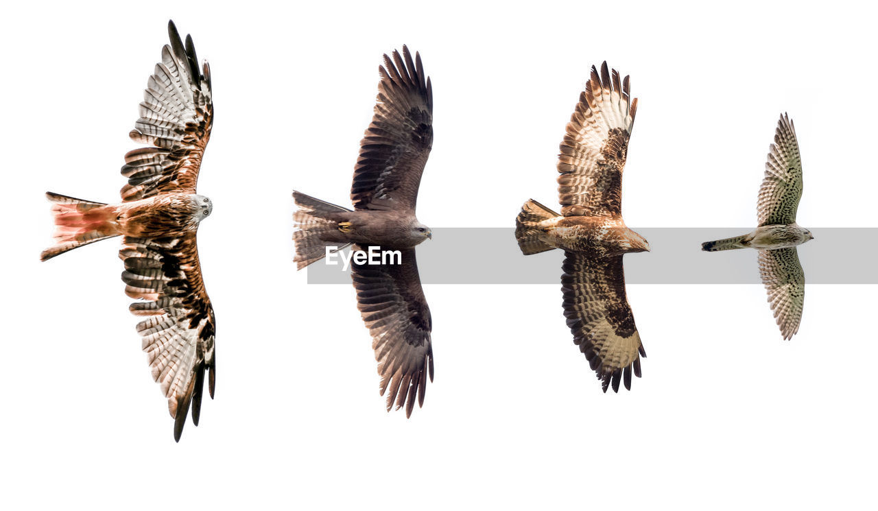 Isolated birds of prey with fully open wings on white background