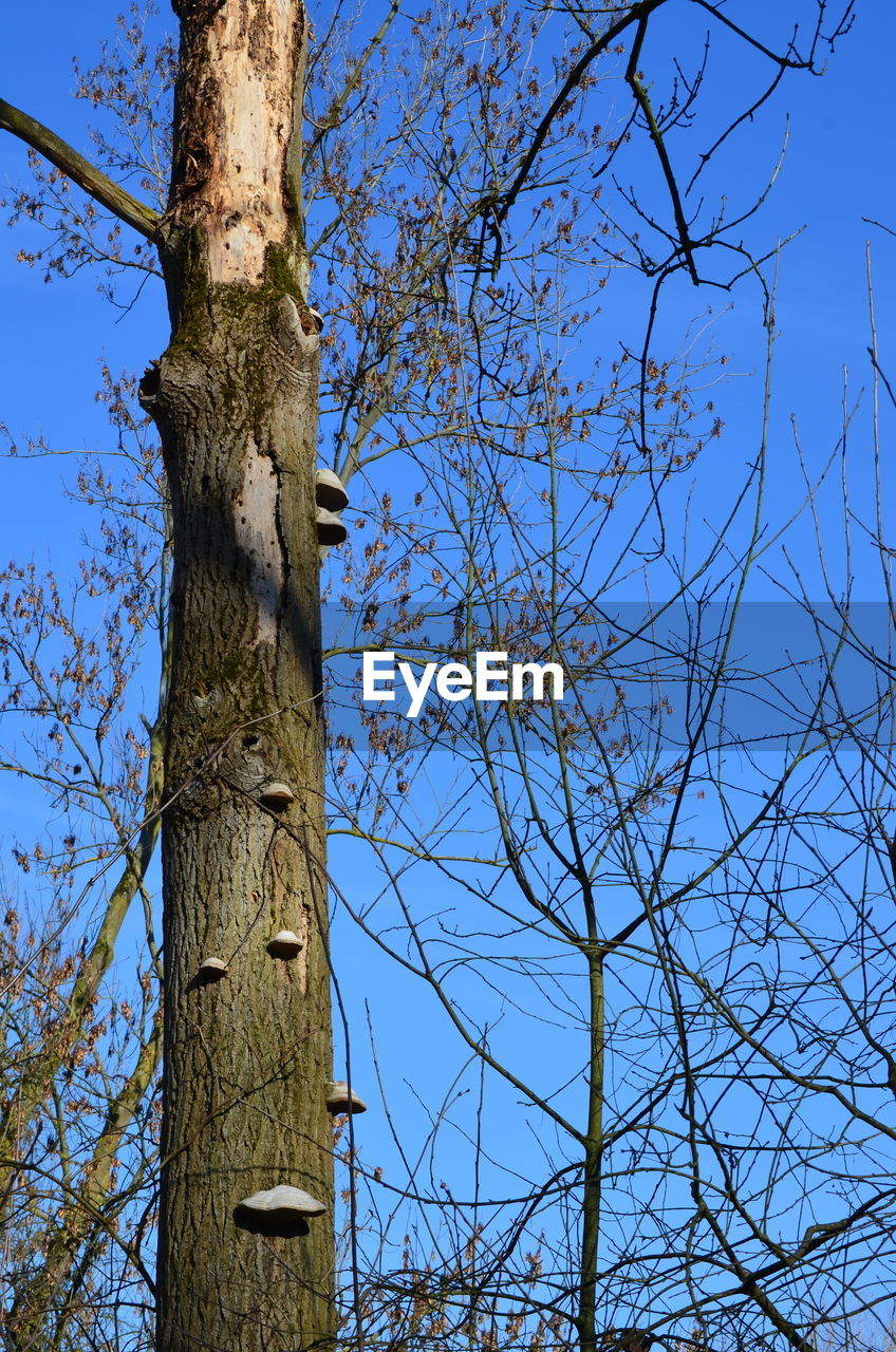 LOW ANGLE VIEW OF TREE AGAINST SKY