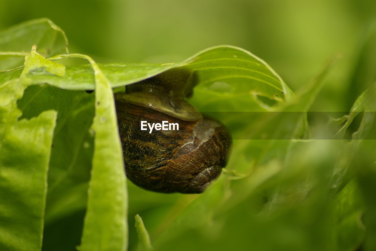 Close-up of snail on leaf