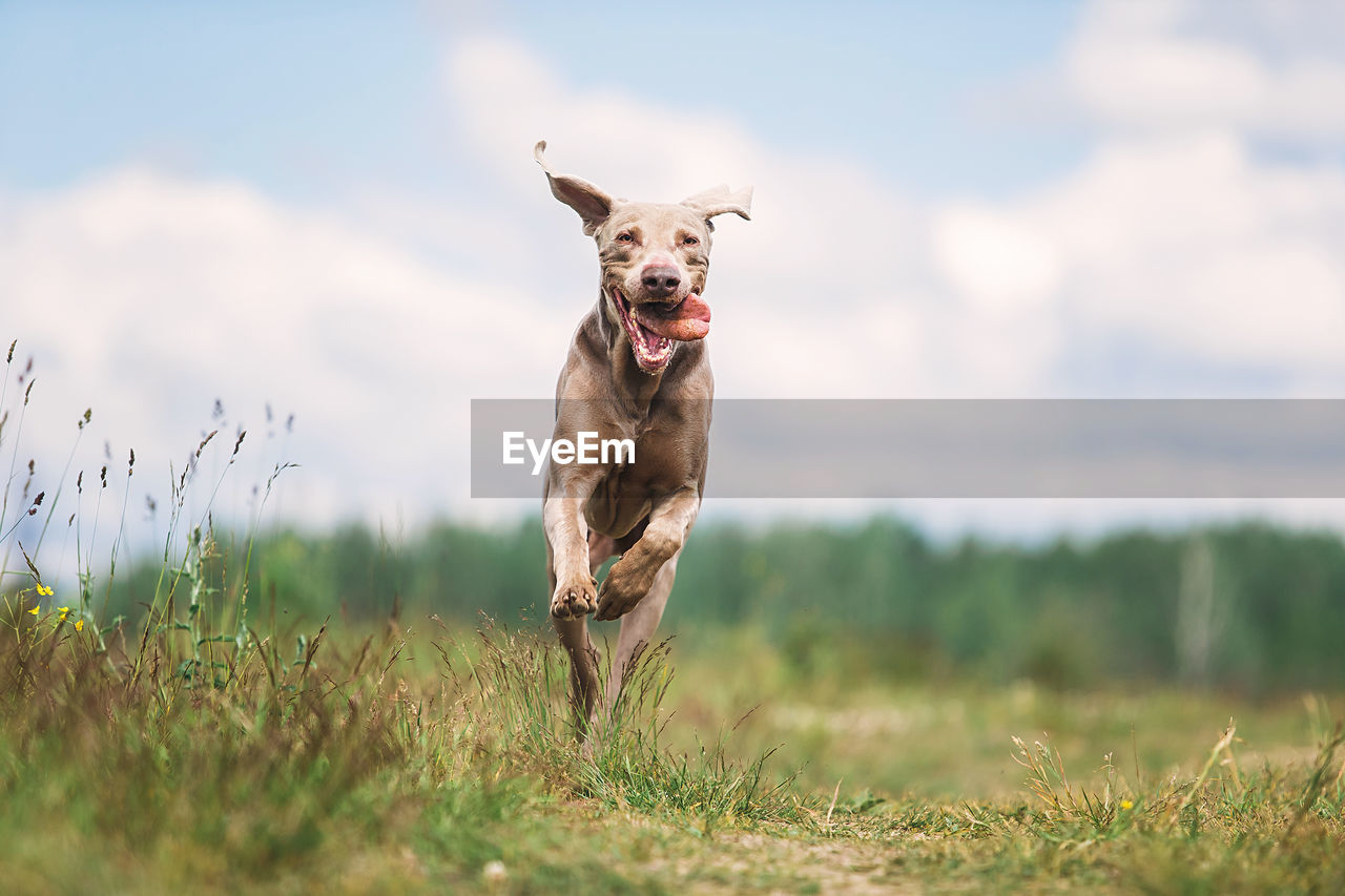 Portrait of dog running in field