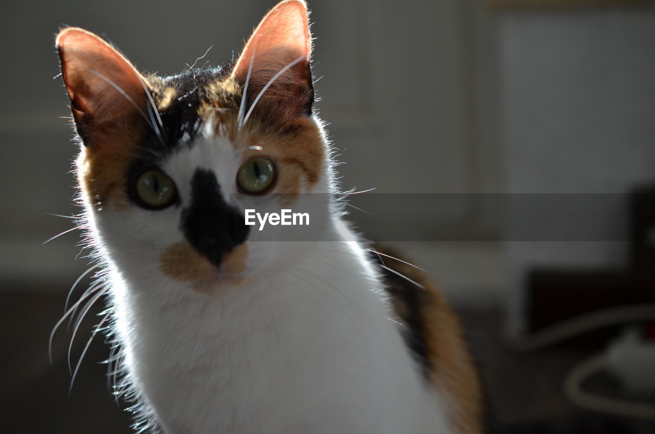 CLOSE-UP PORTRAIT OF CAT