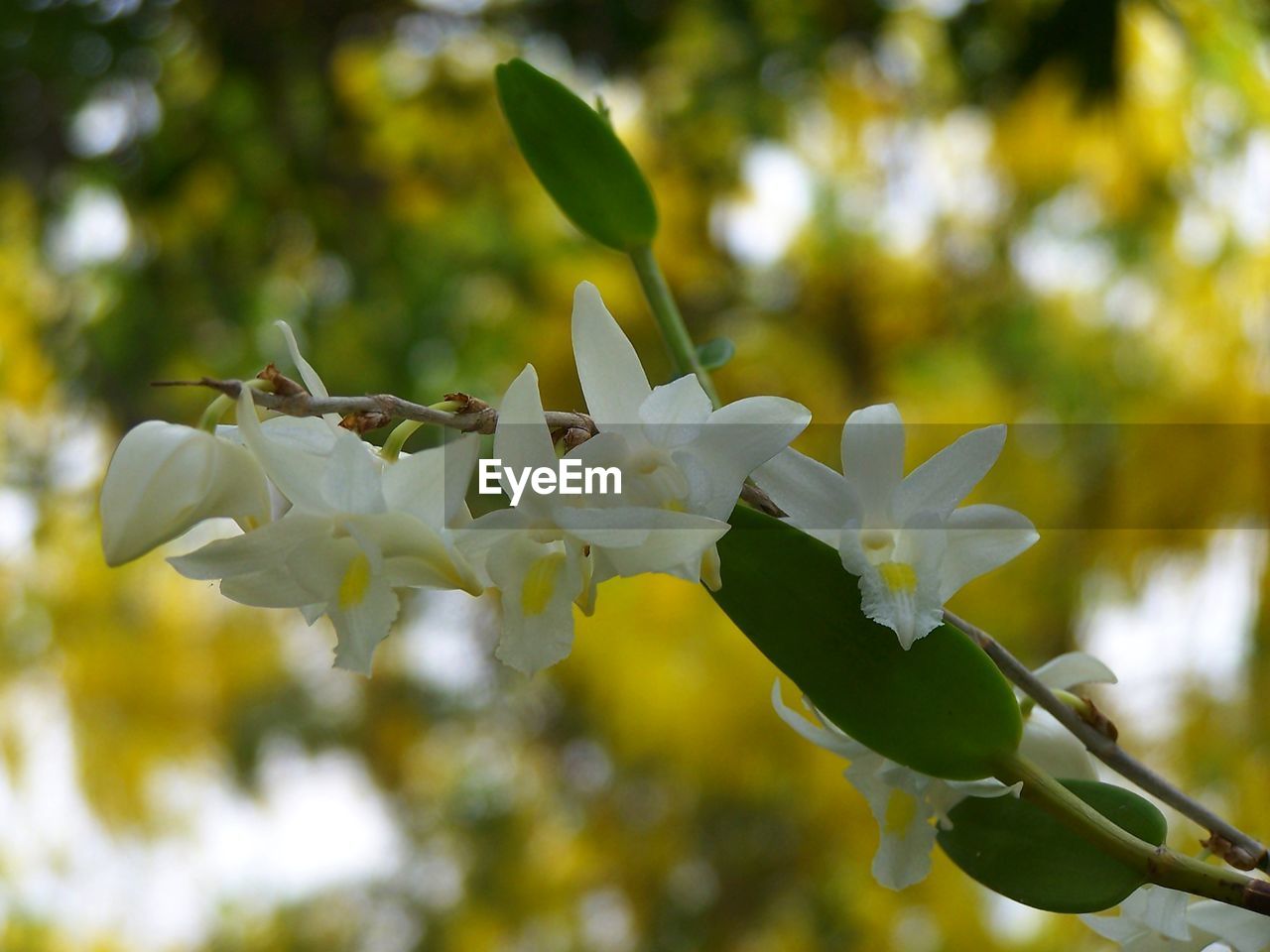 CLOSE-UP OF WHITE FLOWERING PLANTS