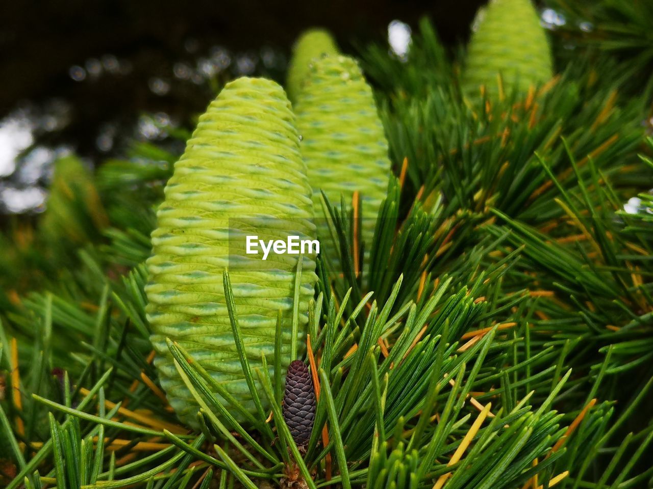 Close-up of fern leaves on field