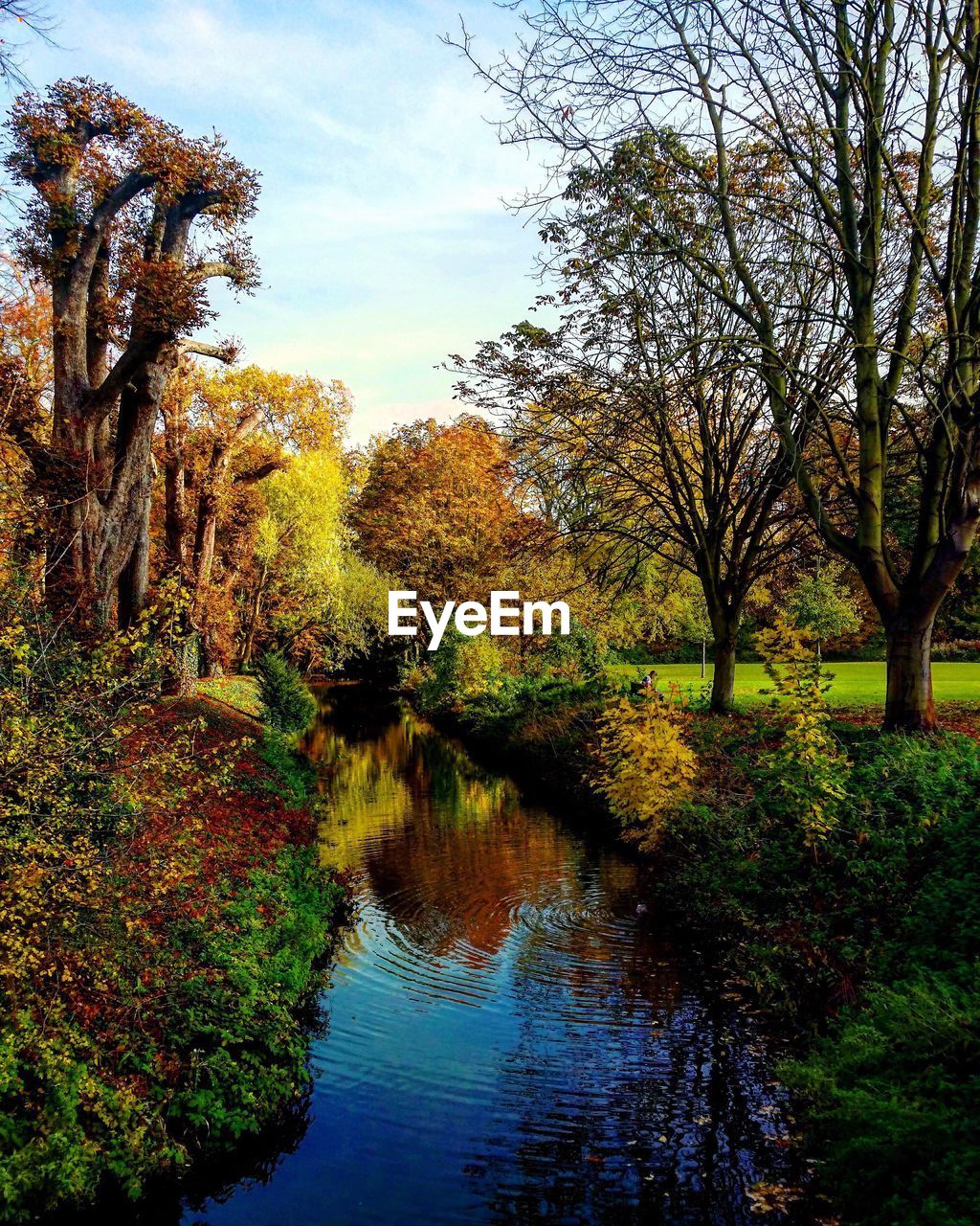 SCENIC VIEW OF TREES BY RIVER