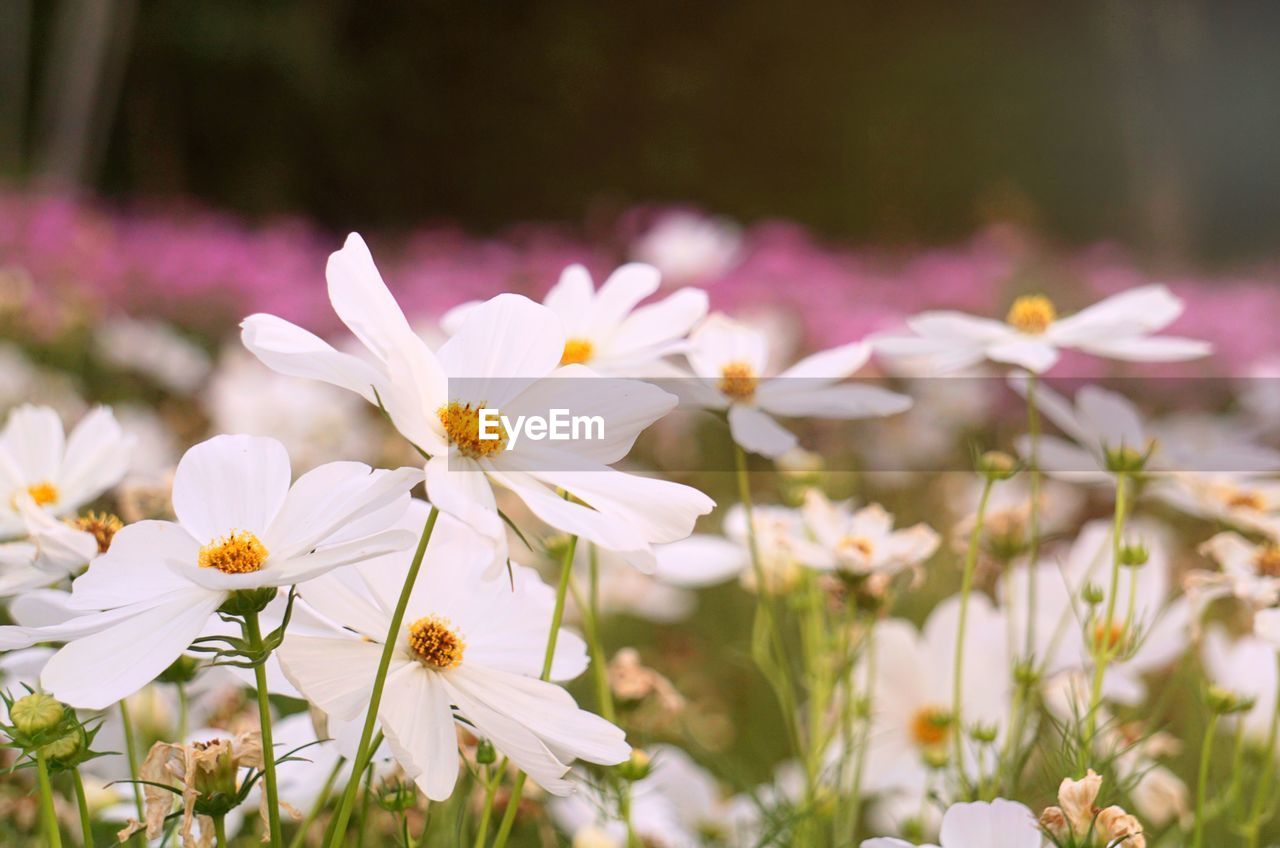 Beautiful flowers with sunlight.