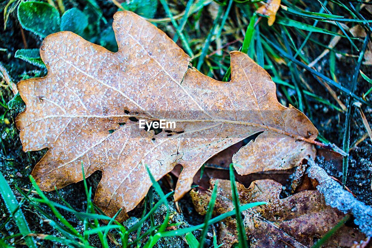 Close-up of a dry leaf on grass