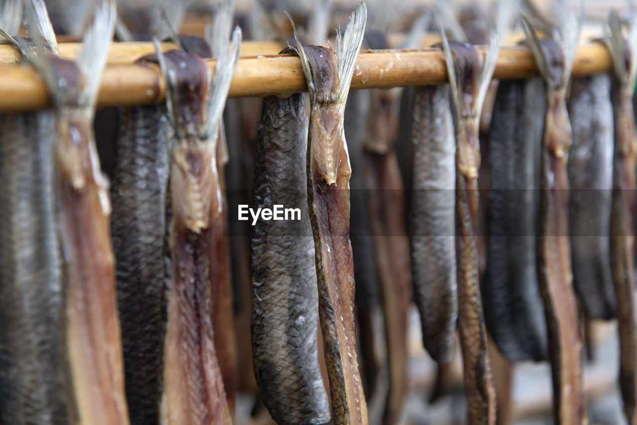 Close-up of drying fishes which are herrings and saury