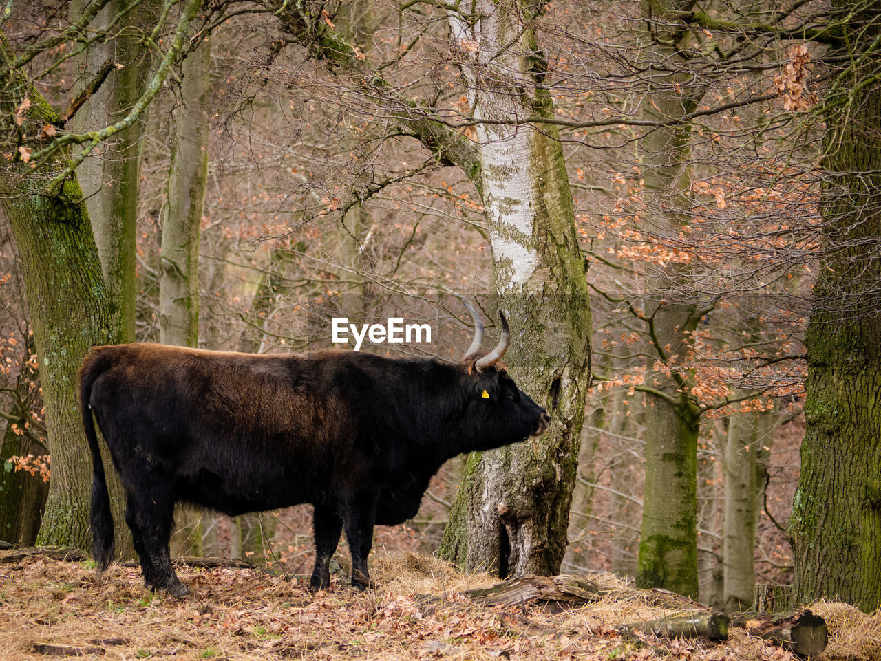 Side view of cow in forest