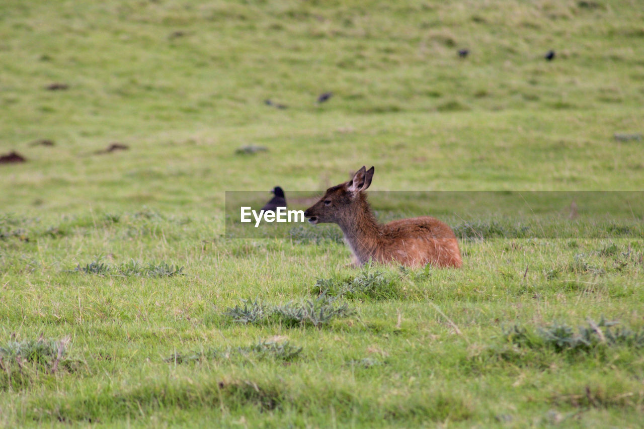 Side view of fawn young animal on field