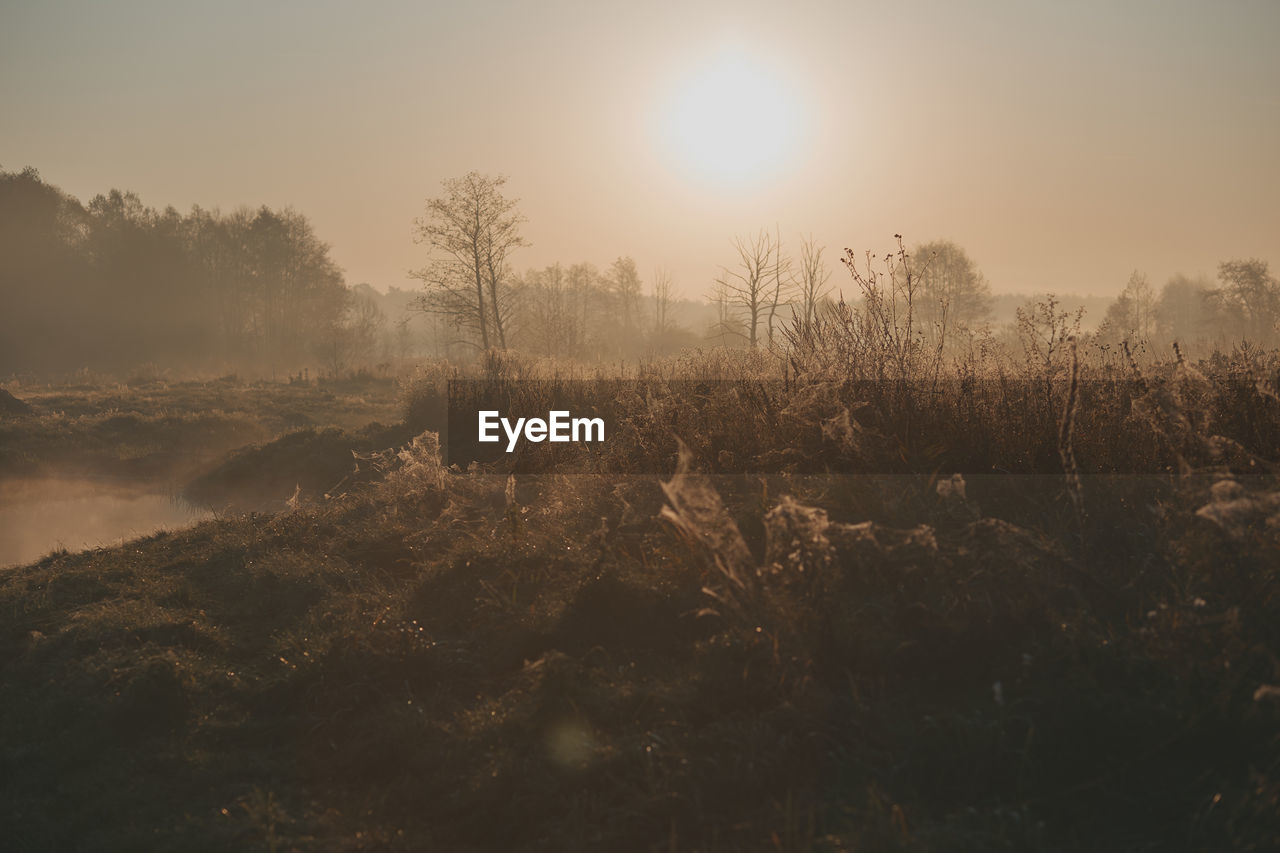 Plants growing on land against sky during sunrise