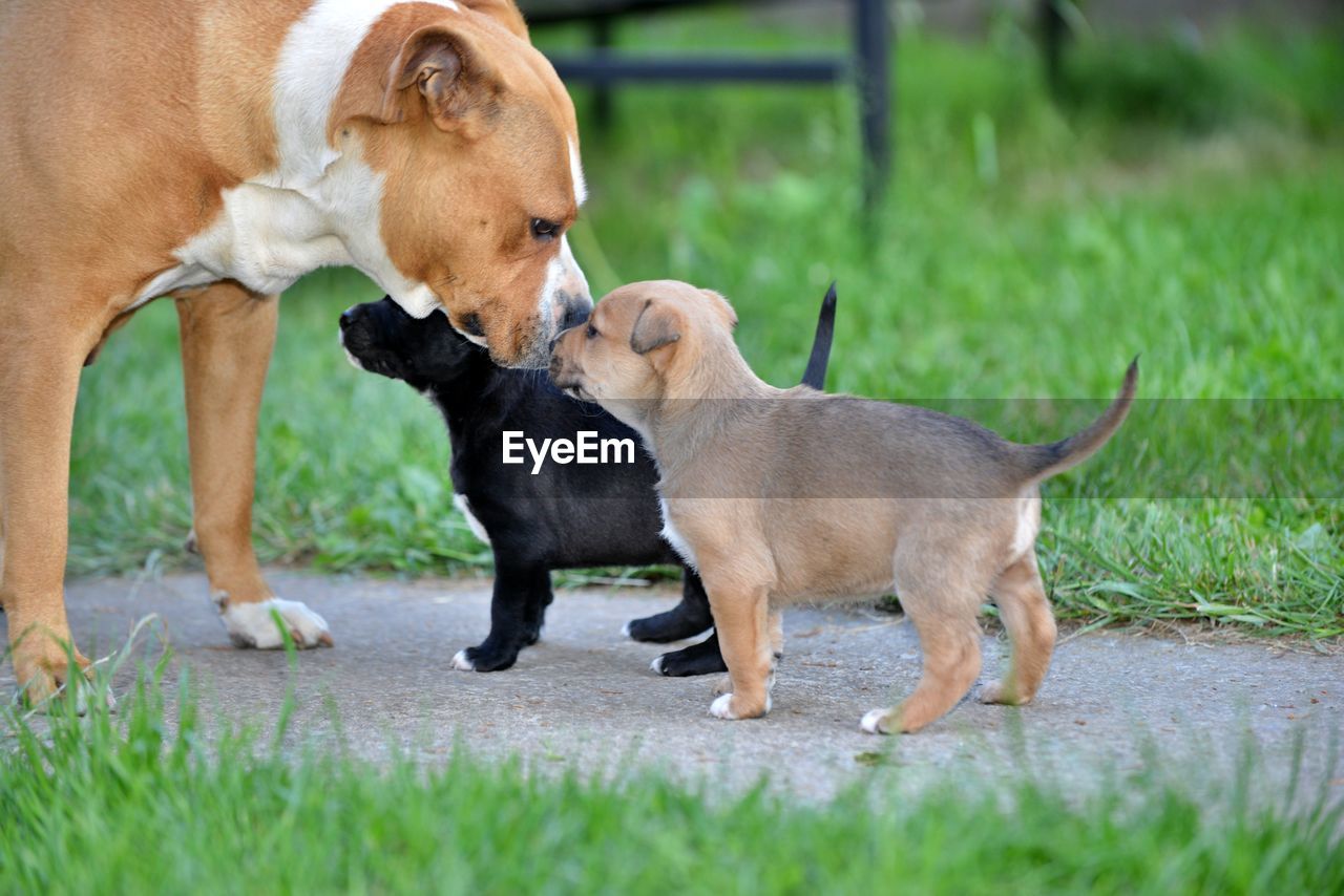 dogs running on grassy field