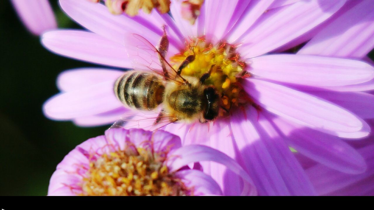 CLOSE-UP OF HONEY BEE POLLINATING ON PURPLE FLOWER