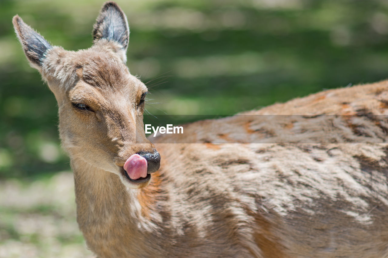 CLOSE-UP PORTRAIT OF A DEER