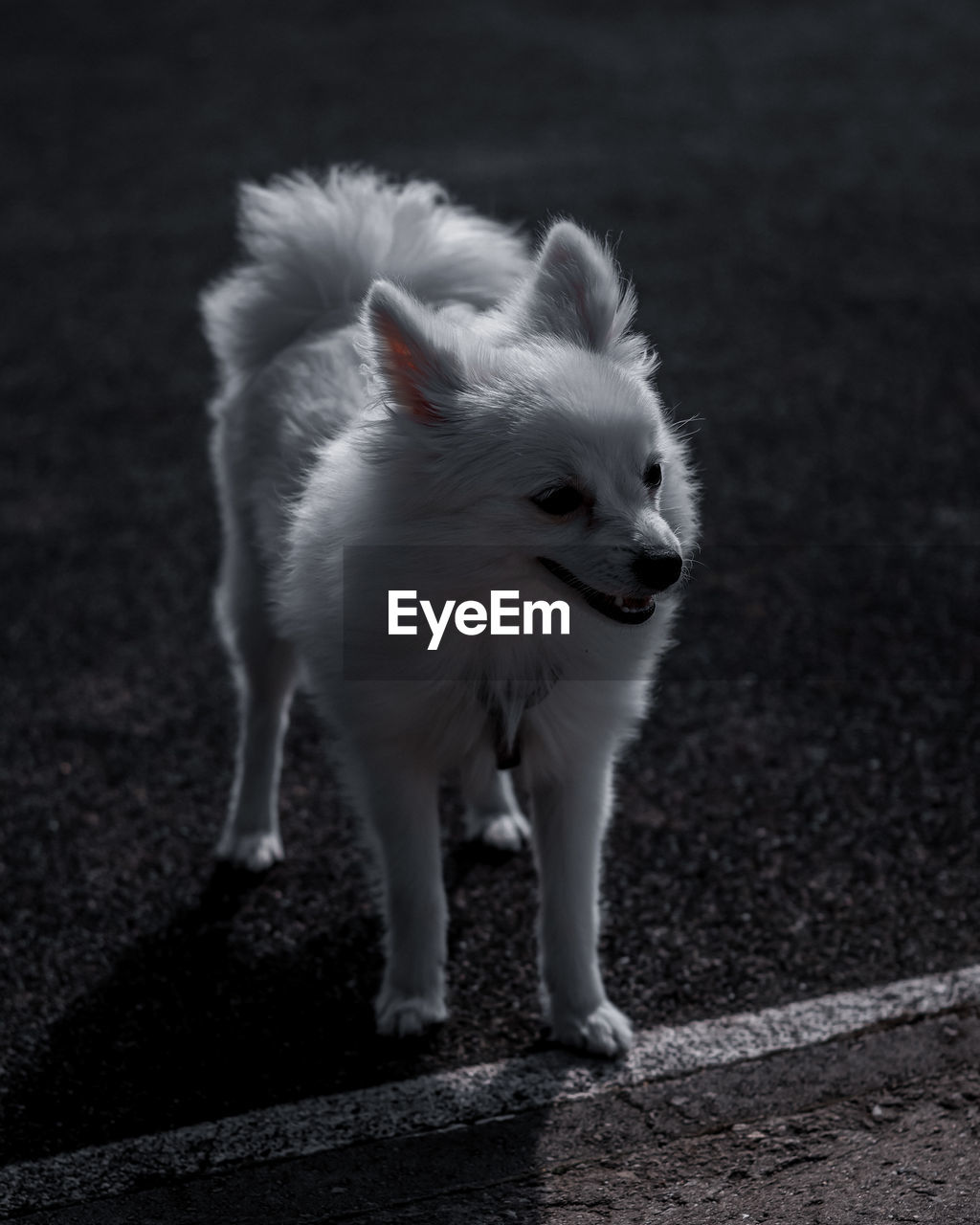 WHITE DOG LOOKING AWAY ON ROAD