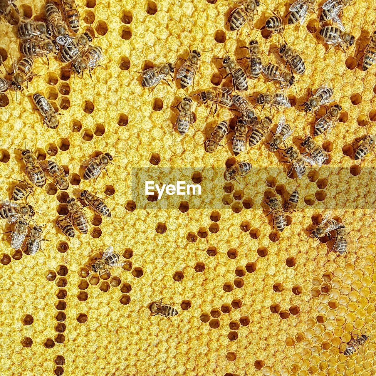 FULL FRAME SHOT OF BEE ON YELLOW POLLEN