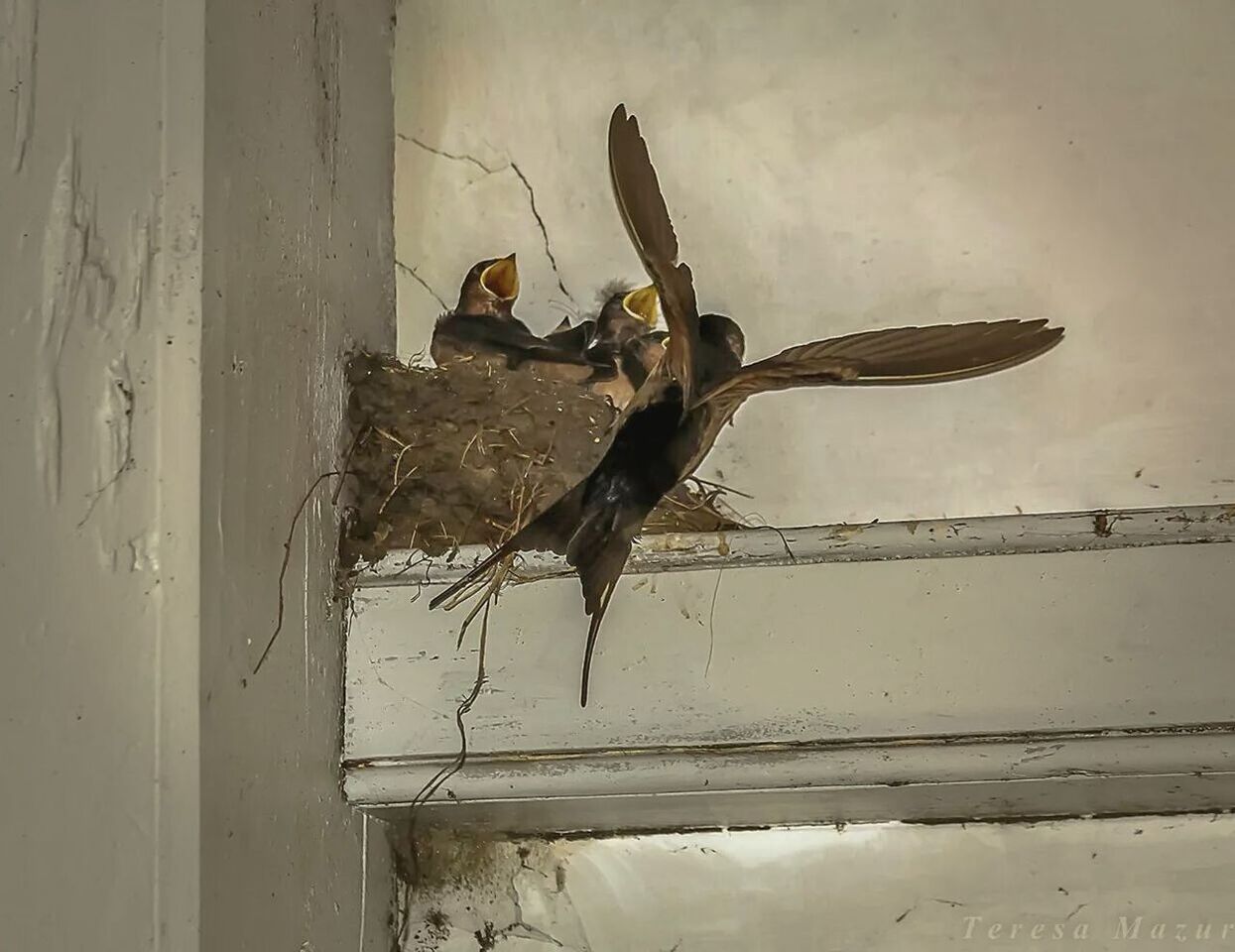 Bird flying by baby birds in nest at home