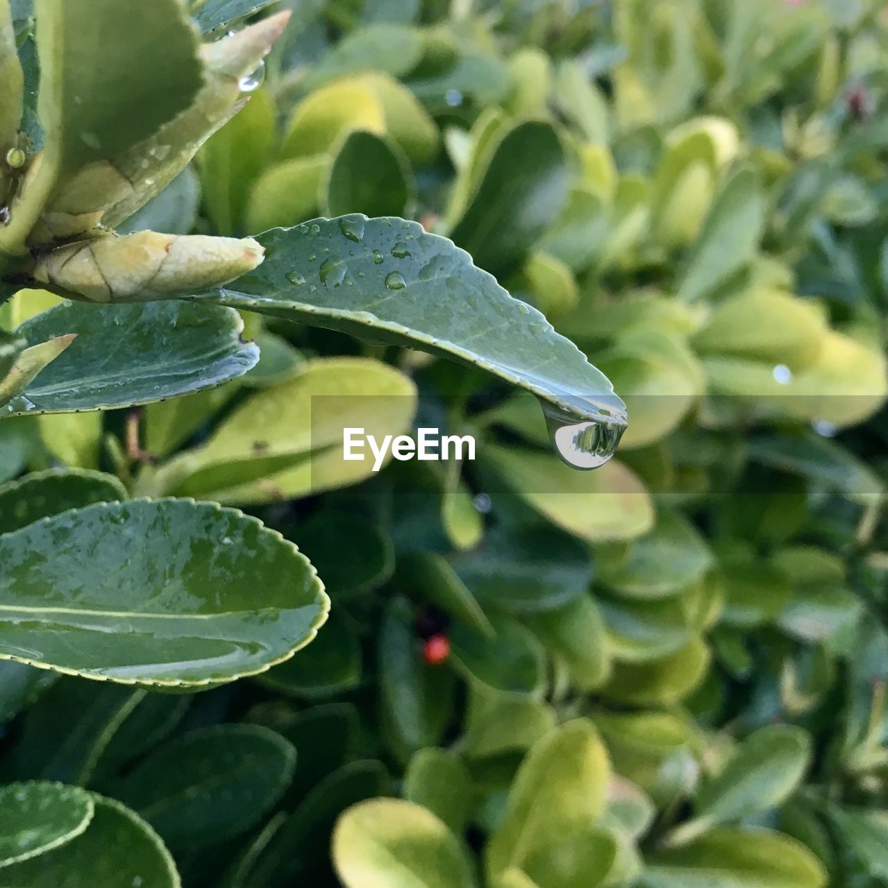 CLOSE-UP OF WATER DROPS ON PLANTS