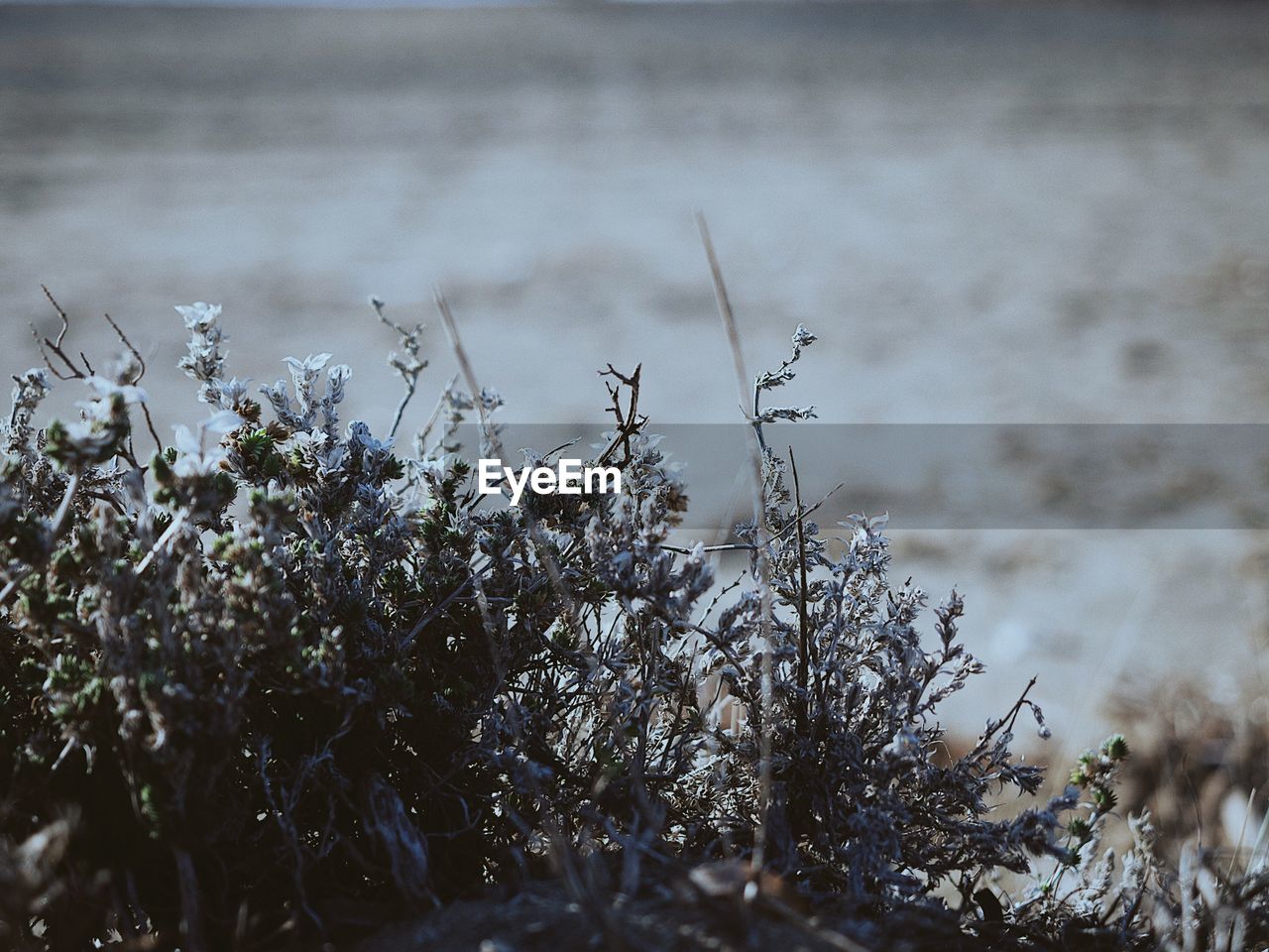 CLOSE-UP OF SNOW ON PLANT