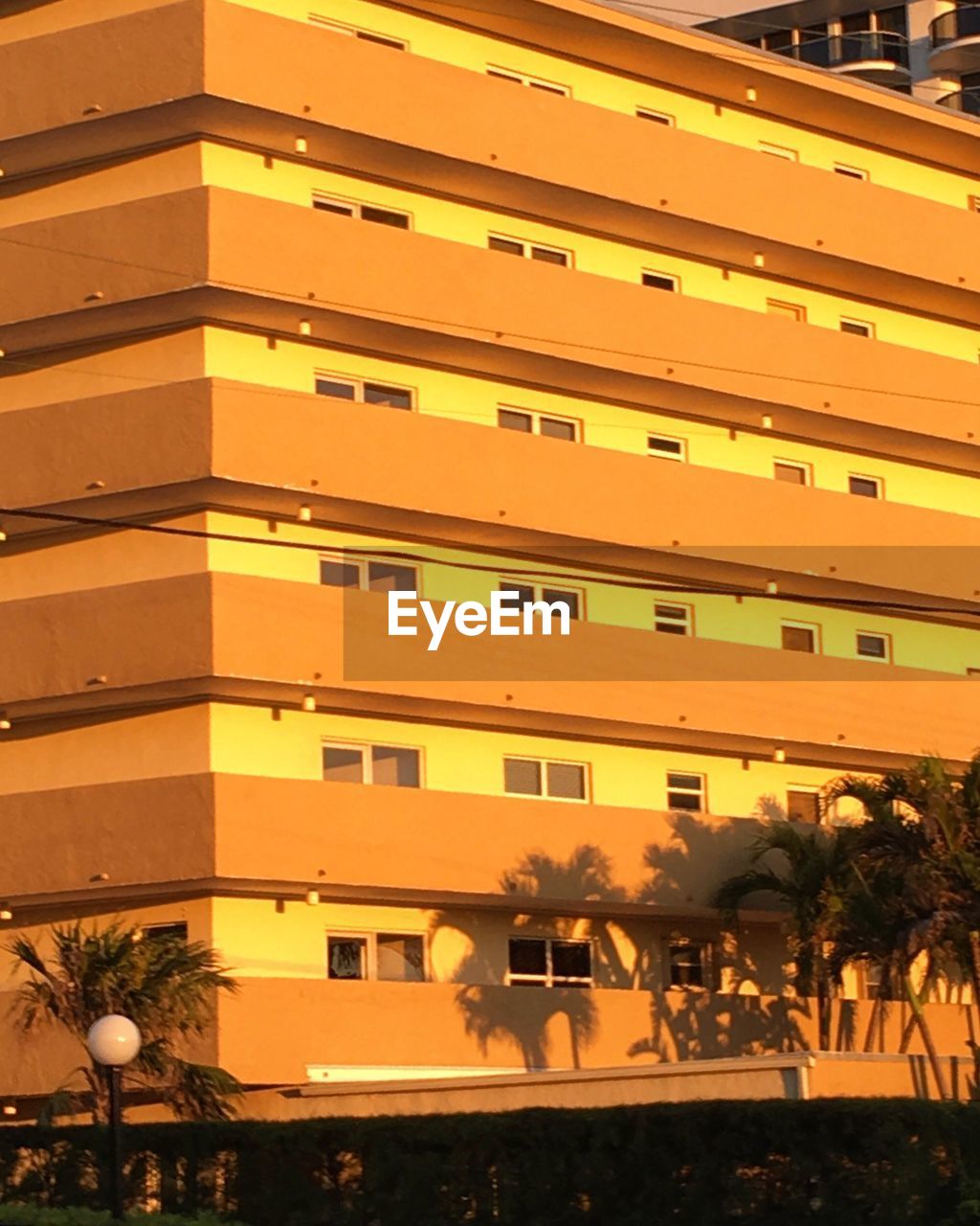 Palm trees growing by building