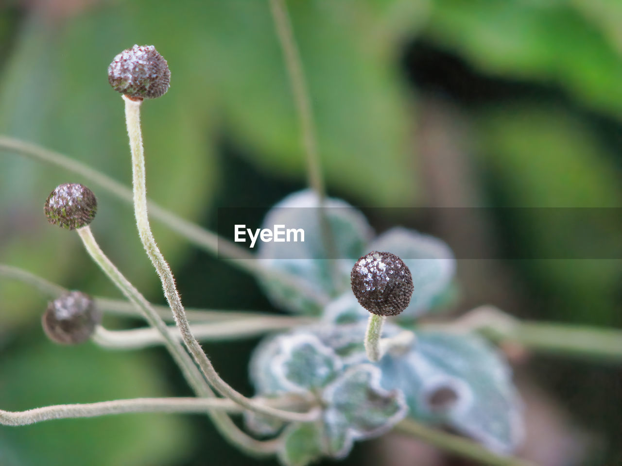 Close-up of bud growing on plant