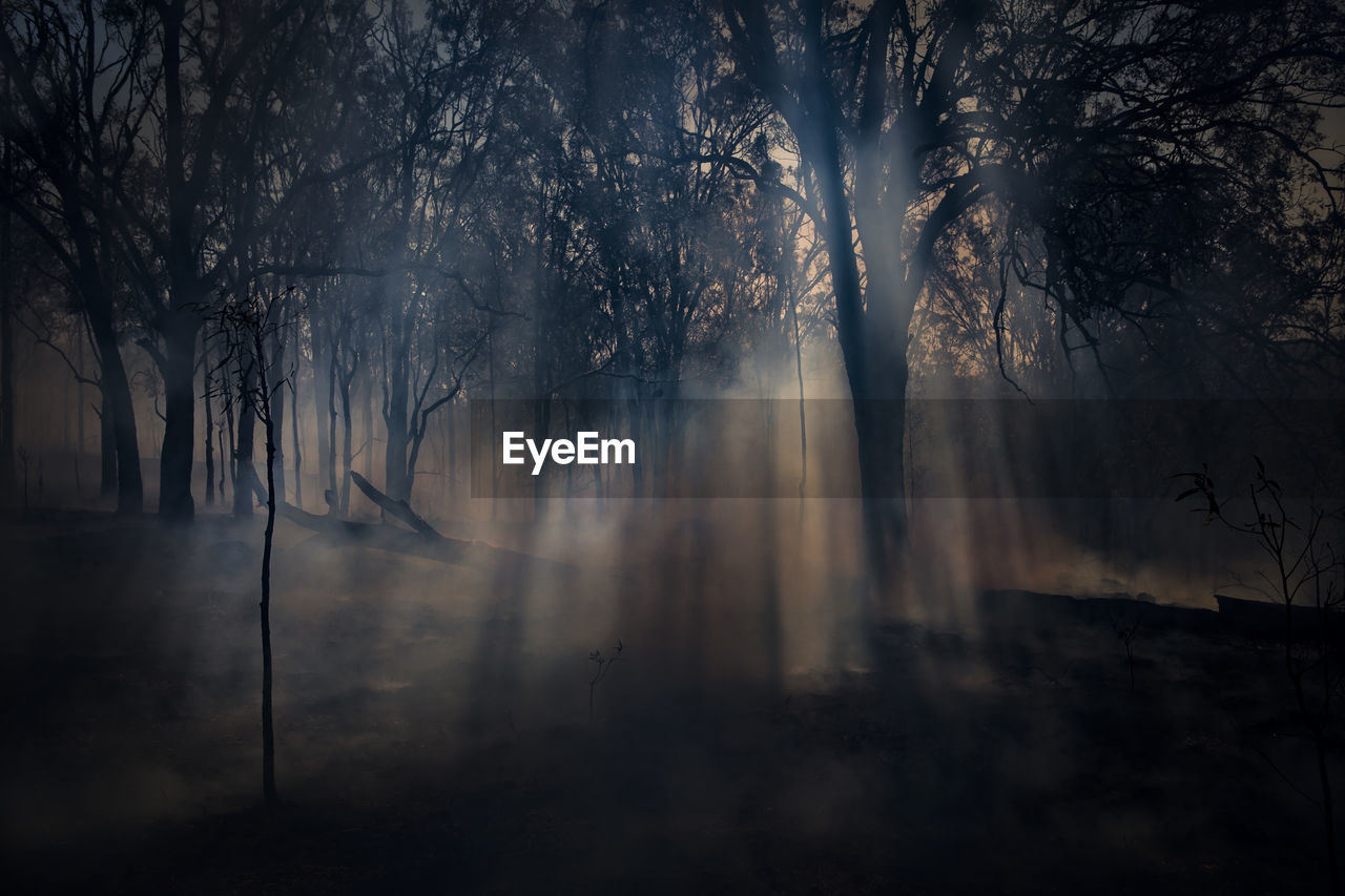 Sunlight in a forest with smoke rising after a wildfire in australia