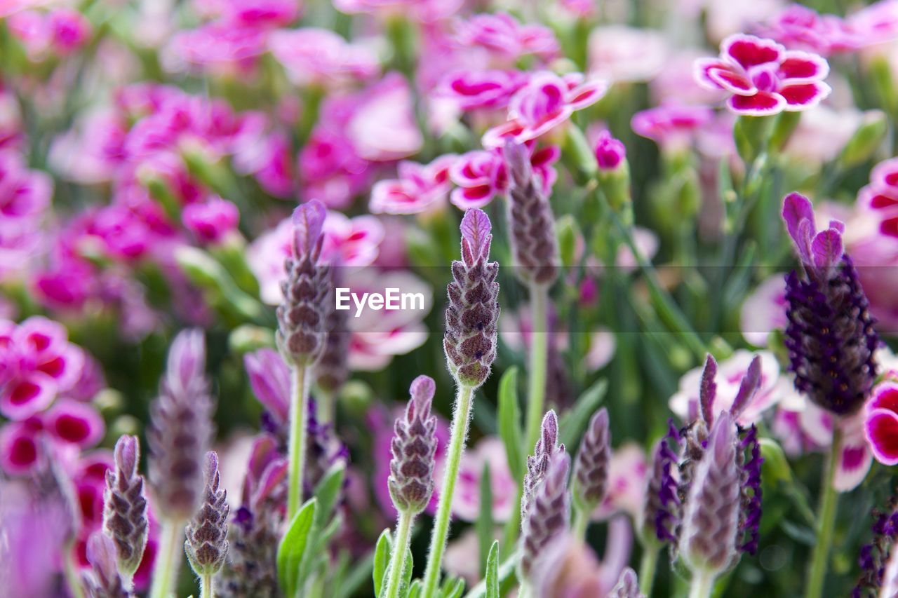 Close-up of pink flowering plants