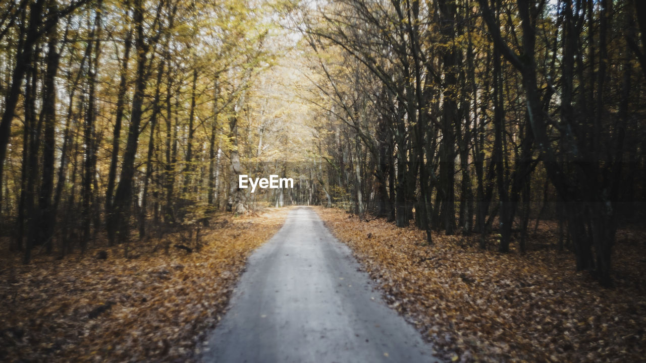 Road amidst trees in forest during autumn