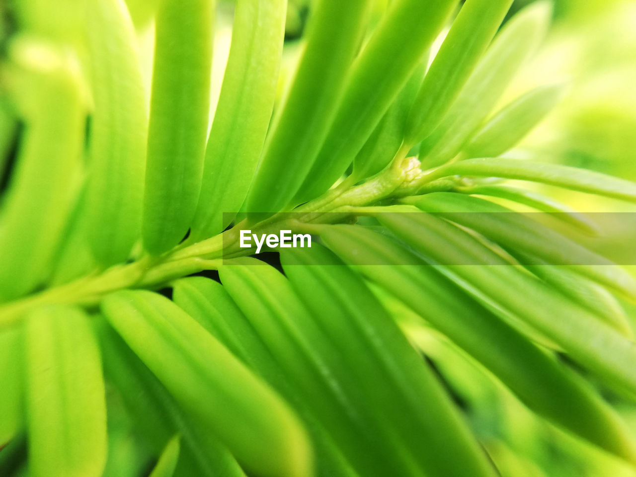 CLOSE UP OF PALM LEAVES