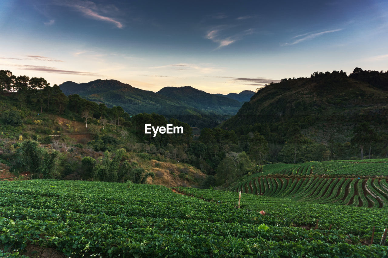 Scenic view of field against sky during sunset