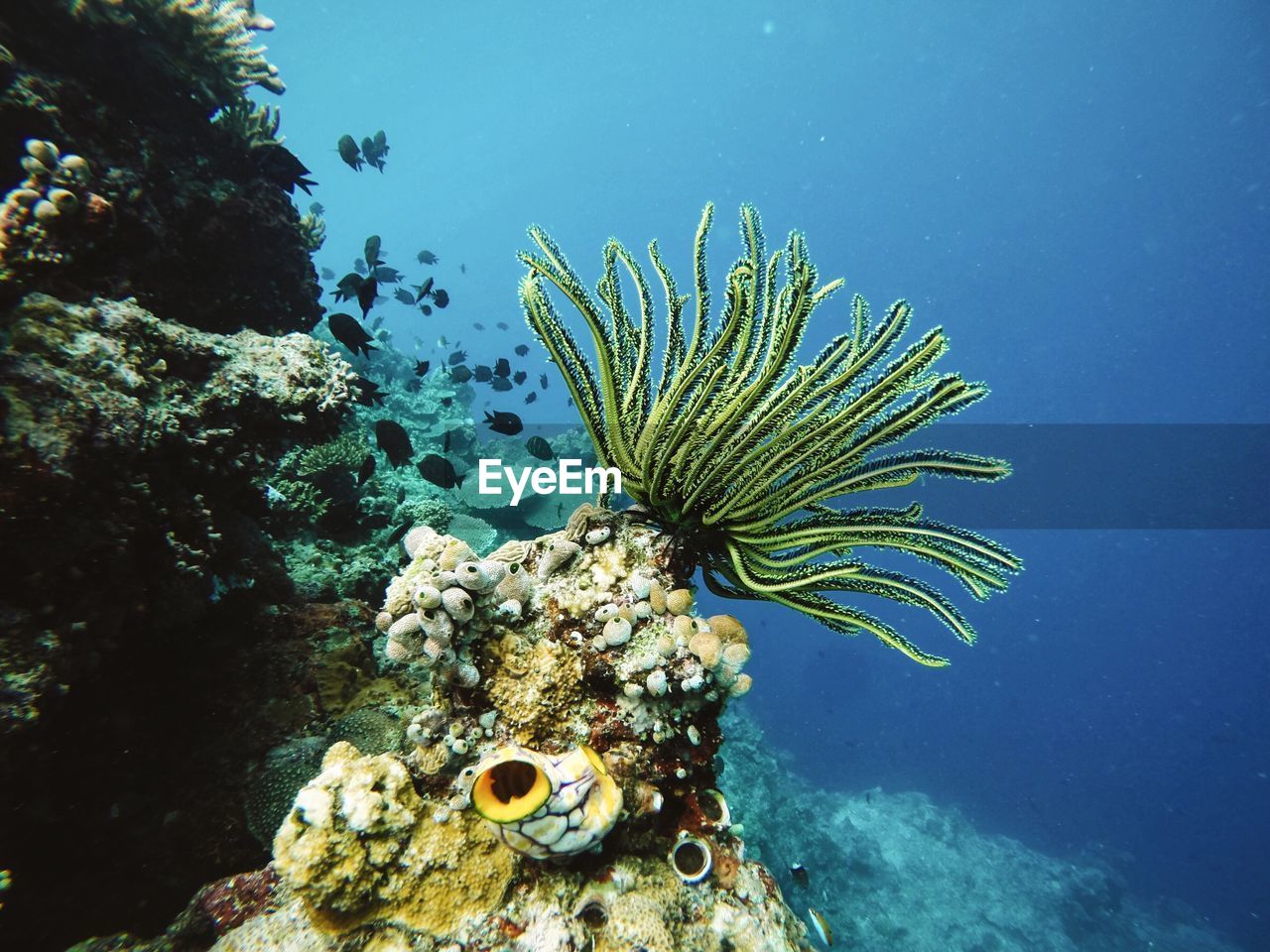 School of fish by reef in sea