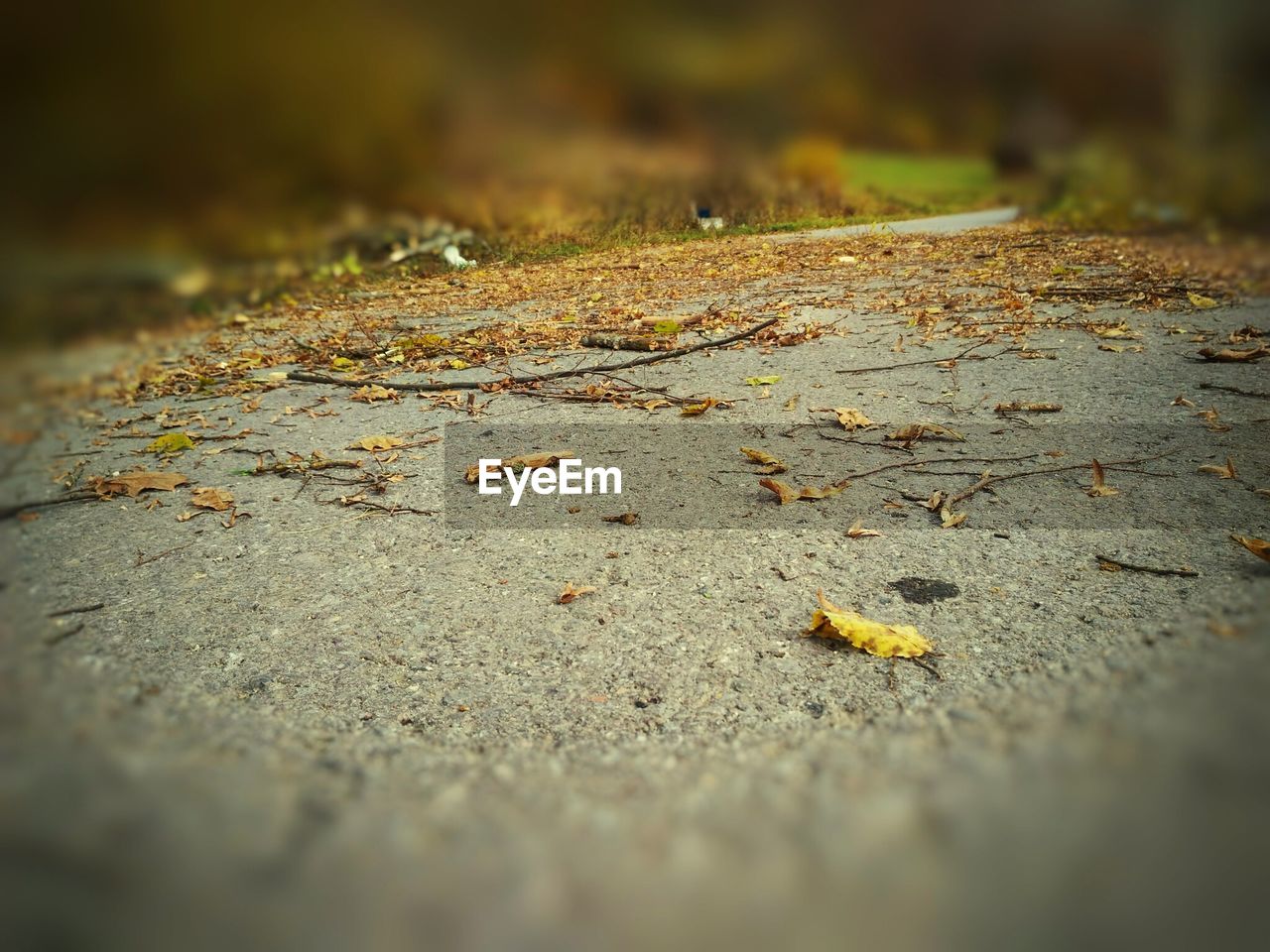 SURFACE LEVEL OF FALLEN DRY LEAVES