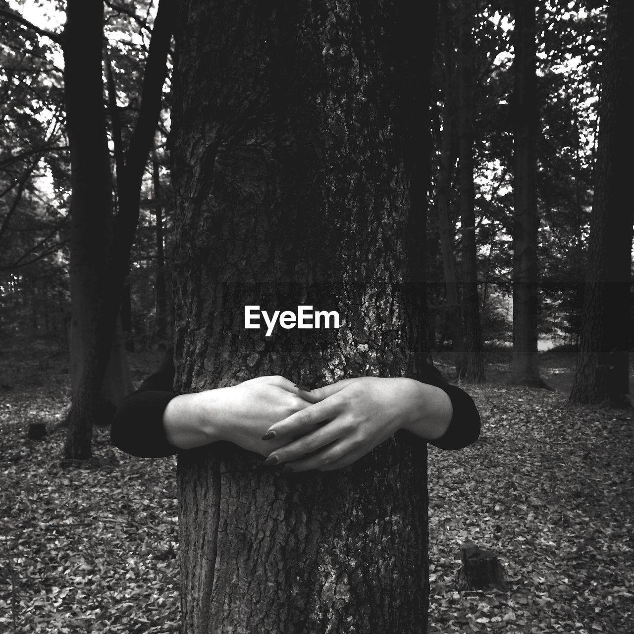 View of hands hugging tree in forest