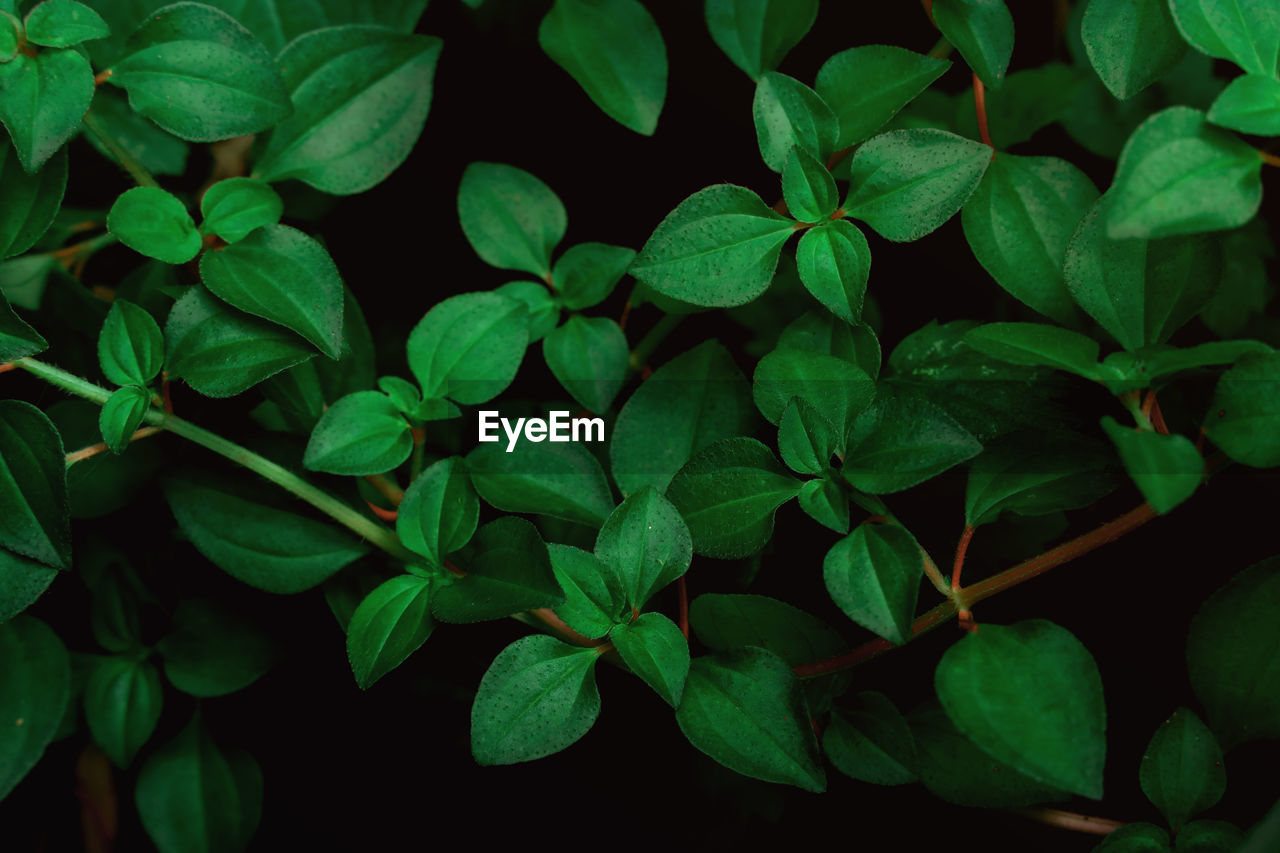 High angle view of plants,green leaves background